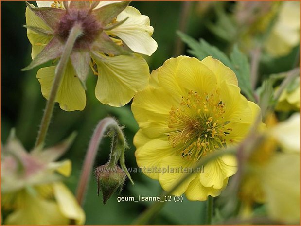 Geum 'Lisanne' | Nagelkruid | Nelkenwurz