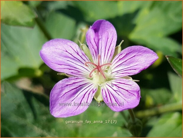 Geranium 'Fay Anna' | Ooievaarsbek, Tuingeranium | Nepal-Storchenschnabel
