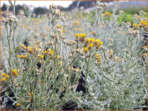 Helichrysum italicum 'Dwarf Curry' | Kerrieplant, Strobloem | Italienische Strohblume