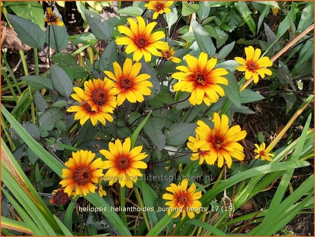 Heliopsis helianthoides 'Burning Hearts' | Zonneoog | Gewöhnliches Sonnenauge
