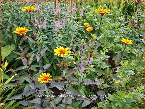 Heliopsis helianthoides 'Burning Hearts' | Zonneoog | Gewöhnliches Sonnenauge