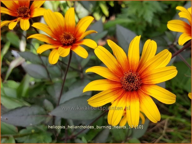 Heliopsis helianthoides 'Burning Hearts' | Zonneoog | Gewöhnliches Sonnenauge