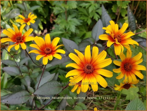 Heliopsis helianthoides 'Burning Hearts' | Zonneoog | Gewöhnliches Sonnenauge