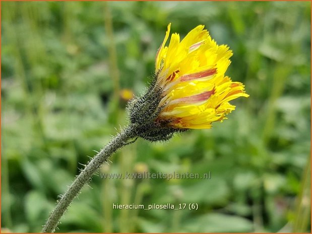 Hieracium pilosella | Muizenoor, Havikskruid | Kleines Habichtskraut