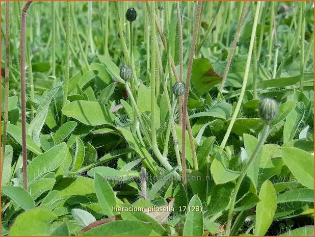 Hieracium pilosella | Muizenoor, Havikskruid | Kleines Habichtskraut