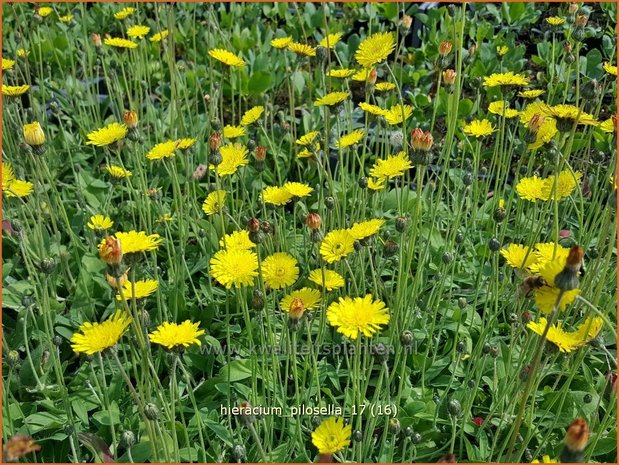 Hieracium pilosella | Muizenoor, Havikskruid | Kleines Habichtskraut