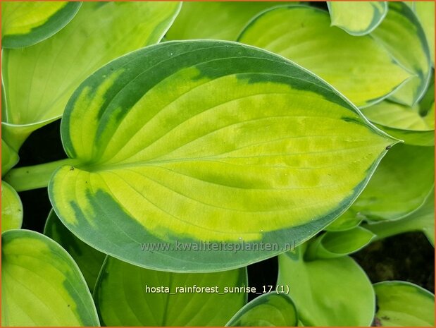 Hosta 'Rainforest Sunrise' | Hosta, Hartlelie, Funkia | Funkie
