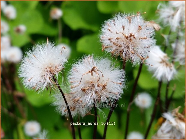 Packera aurea | Goudgeel kruiskruid, Kruiskruid | Goldene Kreuzkraut