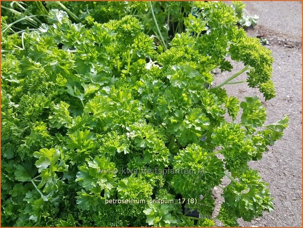 Petroselinum crispum | Peterselie | Krause Petersilie