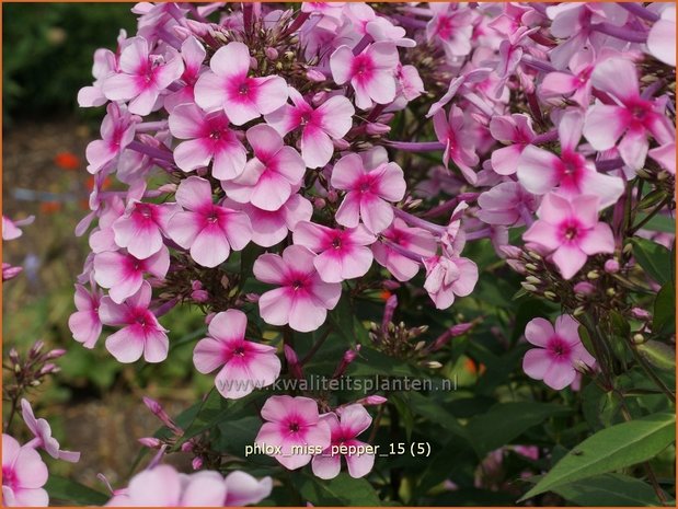 Phlox 'Miss Pepper' | Hoge vlambloem, Vlambloem, Flox, Floks | Hohe Flammenblume