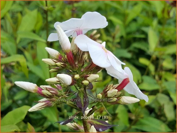 Phlox 'Popeye' | Hoge vlambloem, Vlambloem, Flox, Floks | Hohe Flammenblume