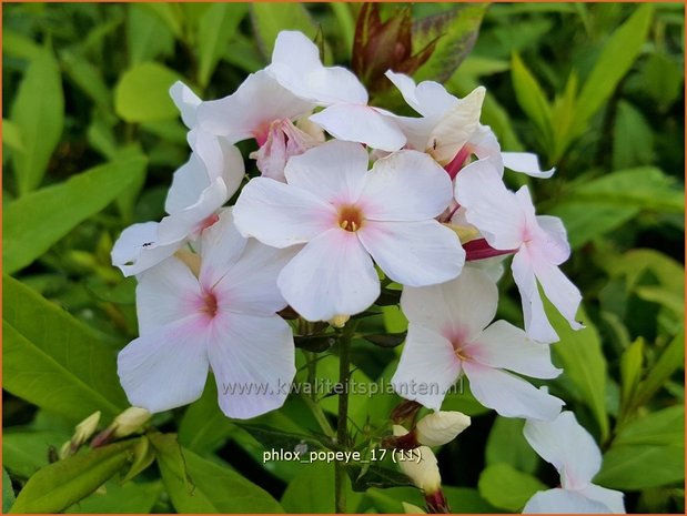 Phlox 'Popeye' | Hoge vlambloem, Vlambloem, Flox, Floks | Hohe Flammenblume