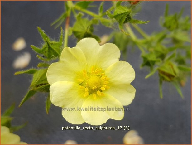 Potentilla recta 'Sulphurea' | Rechte ganzerik, Ganzerik | Hohes Fingerkraut