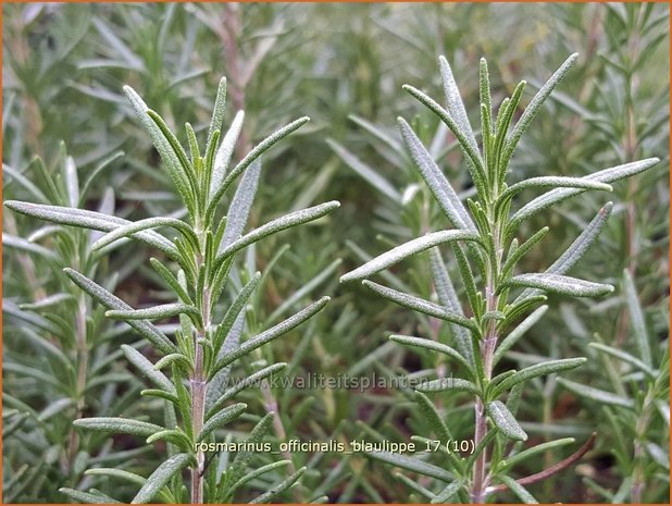 Rosmarinus officinalis 'Blaulippe' | Rozemarijn | Rosmarin