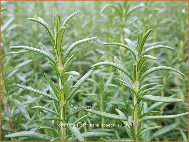 Rosmarinus officinalis 'Speedy' | Rozemarijn | Rosmarin