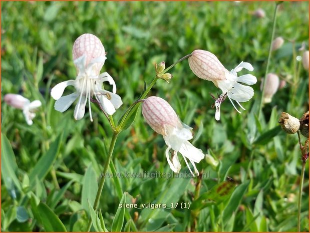 Silene vulgaris | Blaassilene, Lijmkruid | Gewöhnliches Leimkraut