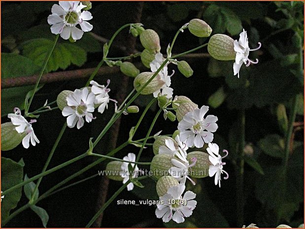Silene vulgaris | Blaassilene, Lijmkruid | Gewöhnliches Leimkraut