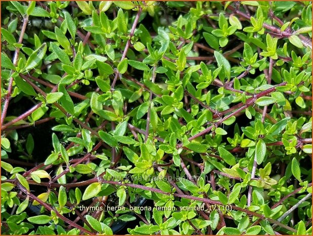 Thymus herba-barona 'Lemon Scented' | Kruiptijm, Tijm | Kümmel-Thymian