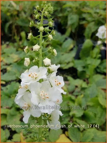 Verbascum phoeniceum 'Flush of White' | Paarse toorts, Toorts | Purpurblühende Königskerze