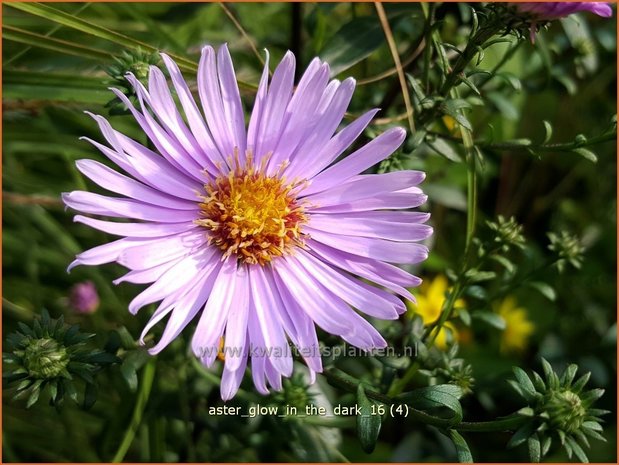 Aster 'Glow in the Dark' | Aster | Aster