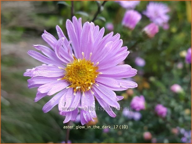 Aster 'Glow in the Dark' | Aster | Aster