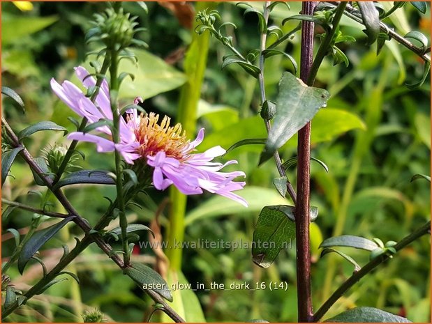 Aster 'Glow in the Dark' | Aster | Aster