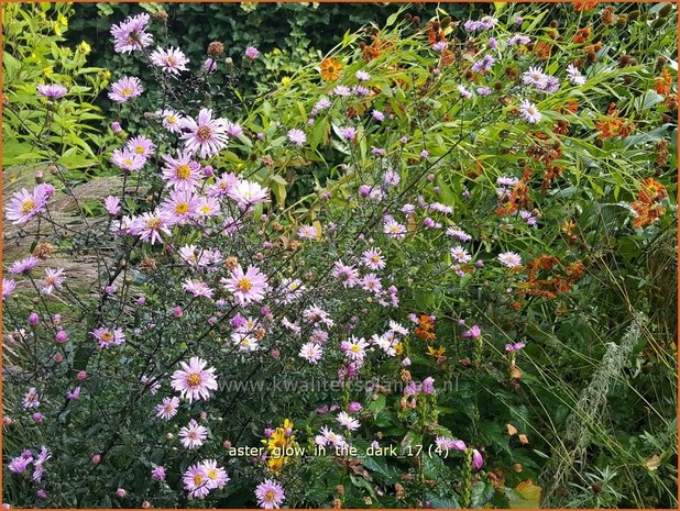 Aster 'Glow in the Dark' | Aster | Aster