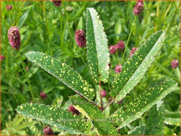Sanguisorba 'Lemon Splash' | Pimpernel, Sorbenkruid | Wiesenknopf