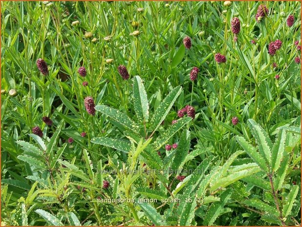 Sanguisorba 'Lemon Splash' | Pimpernel, Sorbenkruid | Wiesenknopf