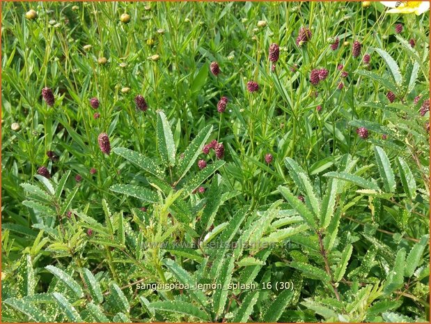 Sanguisorba 'Lemon Splash' | Pimpernel, Sorbenkruid | Wiesenknopf