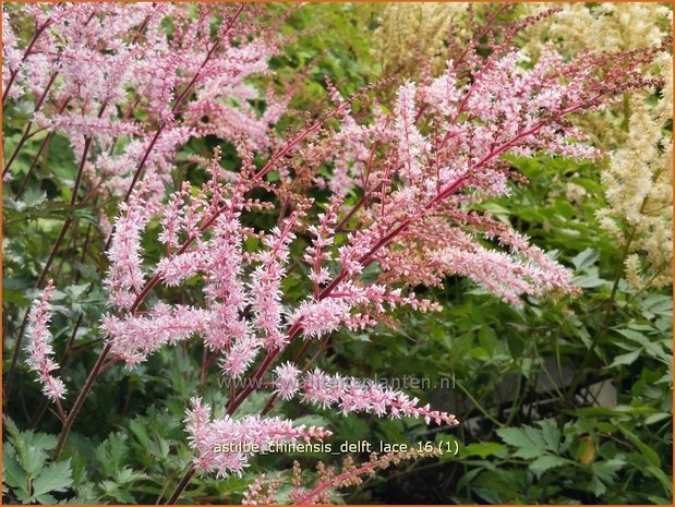 Astilbe 'Delft Lace' | Pluimspirea, Spirea | Prachtspiere
