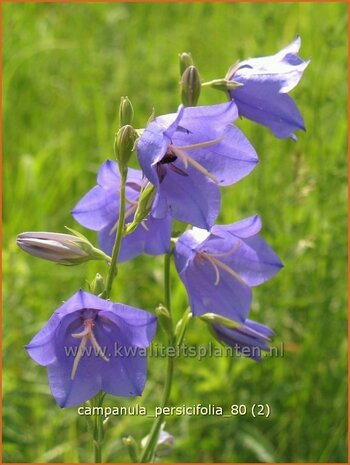 Campanula persicifolia | Perzikbladklokje, Prachtklokje, Klokjesbloem | Pfirsichblättrige Glockenblume