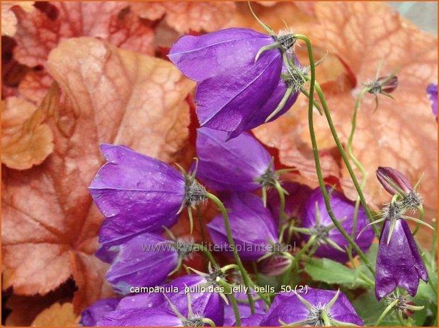 Campanula pulloides 'Jelly Bells' | Kruipklokje, Klokjesbloem | Hängepolster-Glockenblume