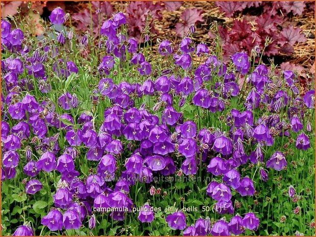 Campanula pulloides 'Jelly Bells' | Kruipklokje, Klokjesbloem | Hängepolster-Glockenblume