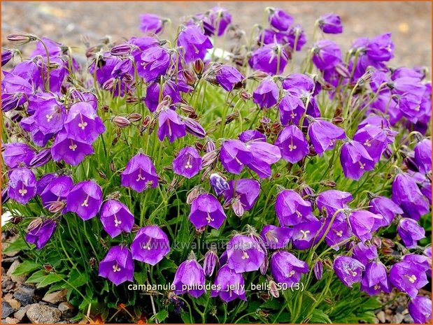 Campanula pulloides 'Jelly Bells' | Kruipklokje, Klokjesbloem | Hängepolster-Glockenblume