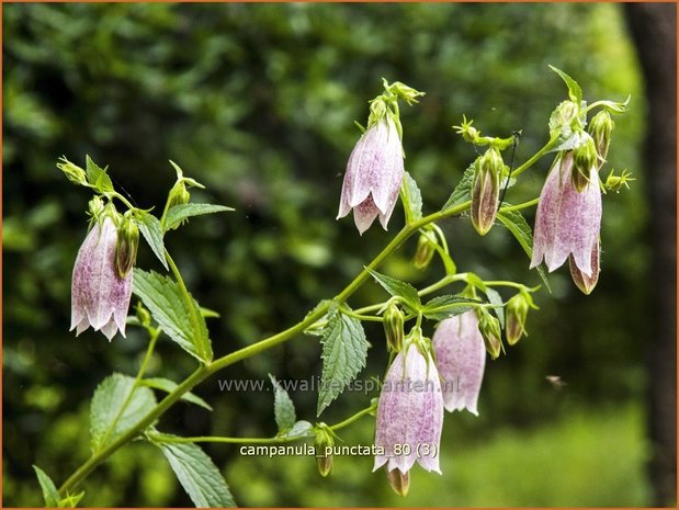 Campanula punctata | Klokjesbloem | Gepunktete Glockenblume