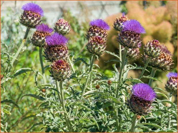 Cynara scolymus | Artisjok, Kardoen | Artischocke