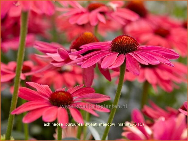 Echinacea purpurea &#x0027;Sweet Meadow Mama&#x0027; | Rode Zonnehoed, Zonnehoed | Roter Sonnenhut