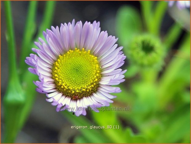 Erigeron glaucus | Fijnstraal | Strand-Berufkraut