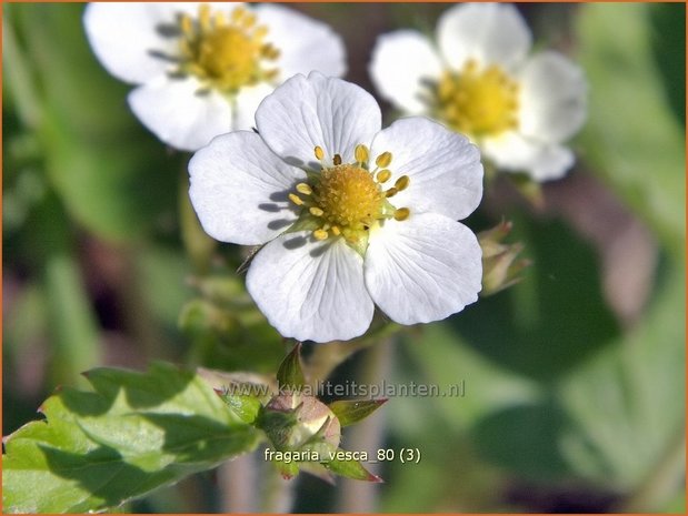 Fragaria vesca | Bosaardbei, Aardbei | Walderdbeere