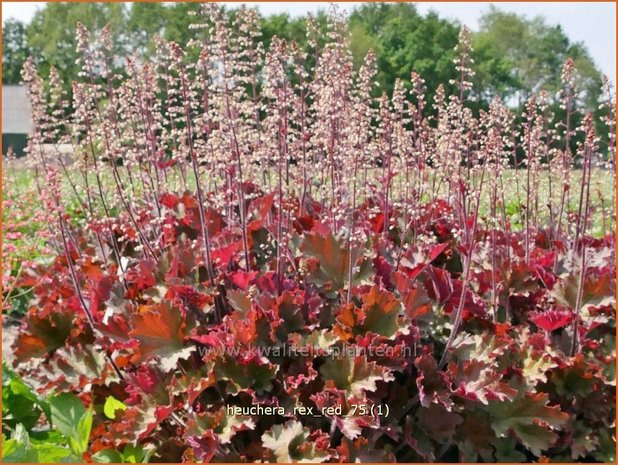 Heuchera &#x0027;Rex Red&#x0027; | Purperklokje | Purpurgl&#x00f6;ckchen