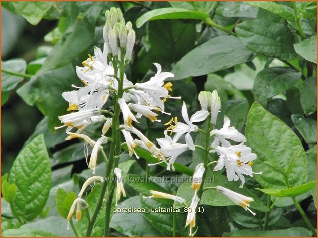 Paradisea lusitanica | Paradijslelie | Iberische Paradieslilie