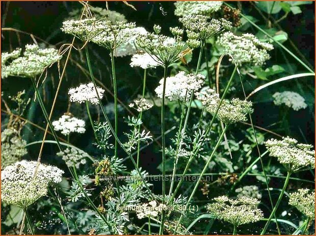 Selinum carvifolia | Karwijselie | Kümmelblättrige Silge | Cambridge Milk Parsley