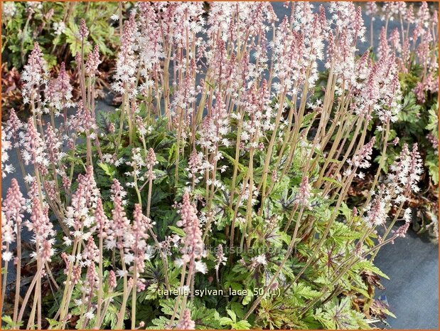 Tiarella 'Sylvan Lace' | Schuimbloem, Perzische muts | Schaumblüte