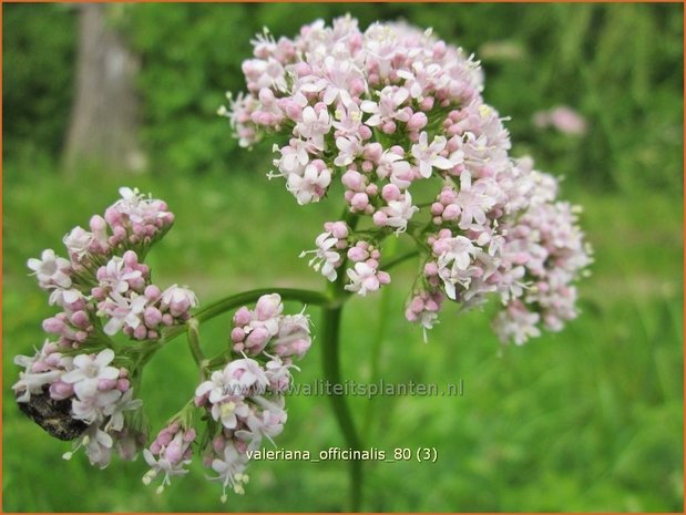 Valeriana officinalis | Valeriaan | Arznei-Baldrian