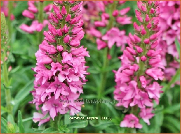 Veronica 'Aspire' | Ereprijs | Ehrenpreis