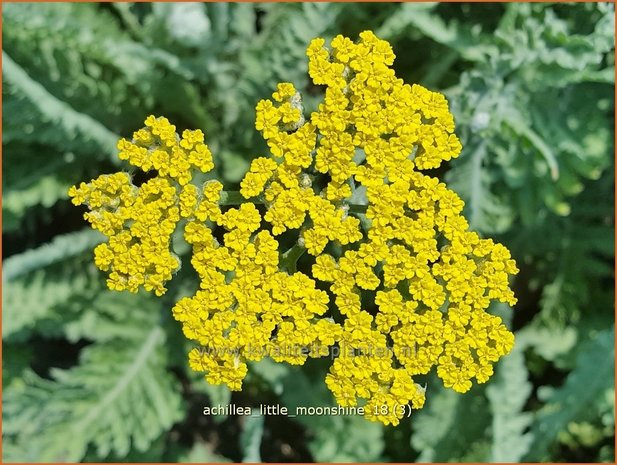 Achillea 'Little Moonshine' | Duizendblad | Garbe