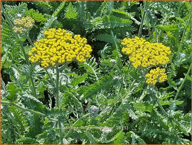 Achillea 'Little Moonshine' | Duizendblad | Garbe