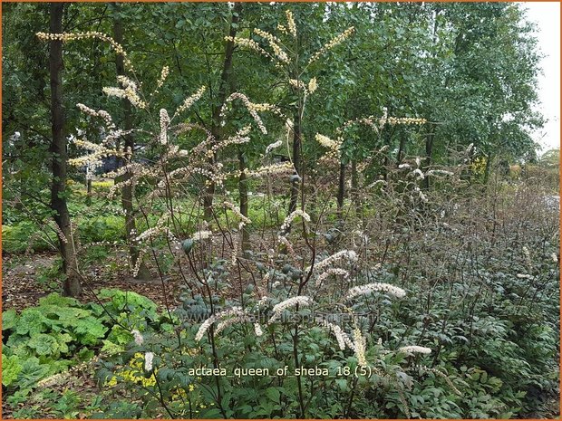 Actaea 'Queen of Sheba' | Zilverkaars, Oktoberkaars, Christoffelkruid | Oktober-Silberkerze