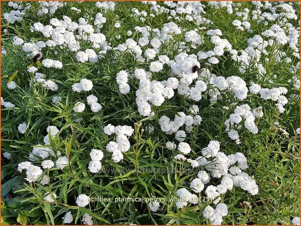 Achillea ptarmica 'Perry's White' | Hemdsknoopjes, Bertram, Duizendblad | Bertrams-Garbe